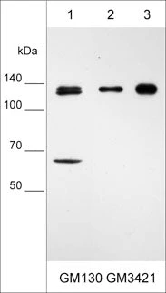 Anti-GM130 (C-terminal region) Antibody - Image 2