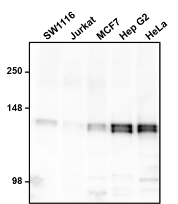 Anti-GOLGA2 (GM130) Antibody - Image 2
