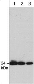 Anti-Grb2 Antibody