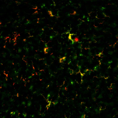 Anti-Green Fluorescent Protein (GFP) Antibody - Image 10
