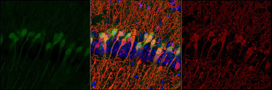 Anti-Green Fluorescent Protein (GFP) Antibody - Image 2