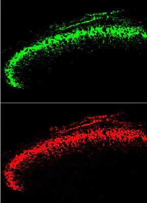 Anti-Green Fluorescent Protein (GFP) Antibody - Image 3