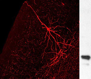 Anti-Green Fluorescent Protein (GFP) Antibody - Image 5