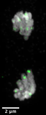 Anti-Green Fluorescent Protein (GFP) Antibody - Image 6