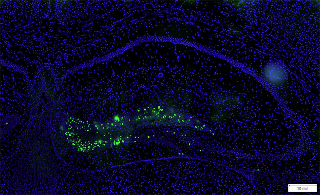 Anti-Green Fluorescent Protein (GFP) Antibody - Image 7