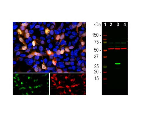 Anti-Green fluorescent protein (GFP) Antibody