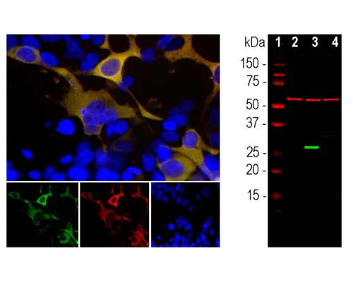 Anti-Green Fluorescent Protein Tag (GFP) Antibody