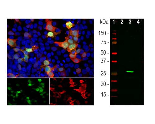 Anti-Green Fluorescent Protein Tag (GFP) Antibody