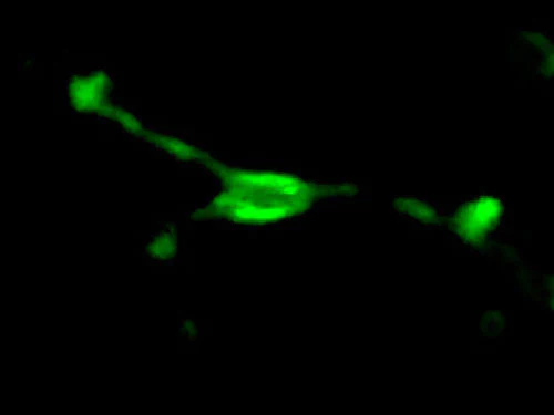 Anti-Growth-Associated Protein-43 (GAP-43) Antibody - Image 2