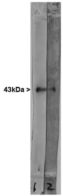 Anti-Growth-Associated Protein-43 (GAP-43) Antibody - Image 3
