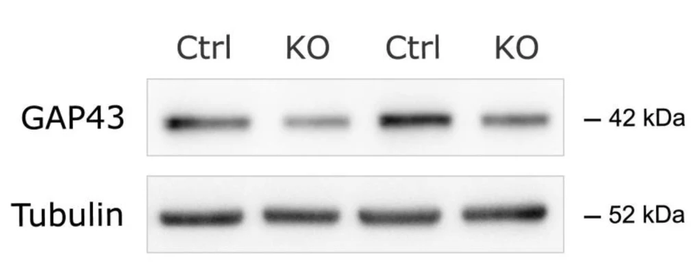 Anti-Growth-Associated Protein-43 (GAP-43) Antibody - Image 4