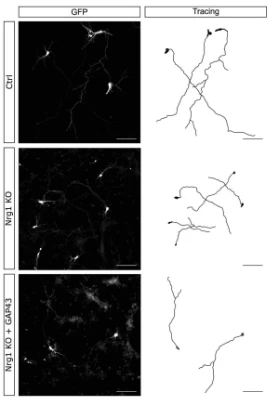 Anti-Growth-Associated Protein-43 (GAP-43) Antibody - Image 5