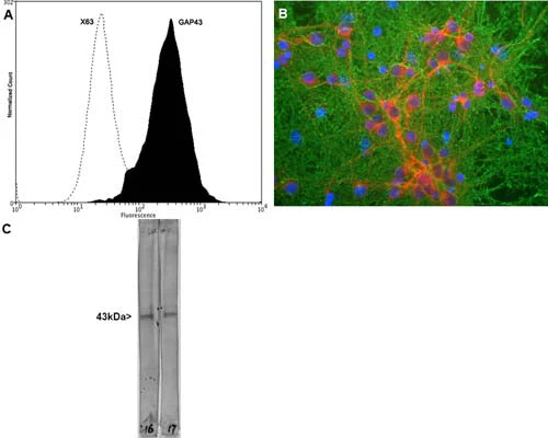 Anti-Growth Associated Protein 43 (GAP-43) Antibody