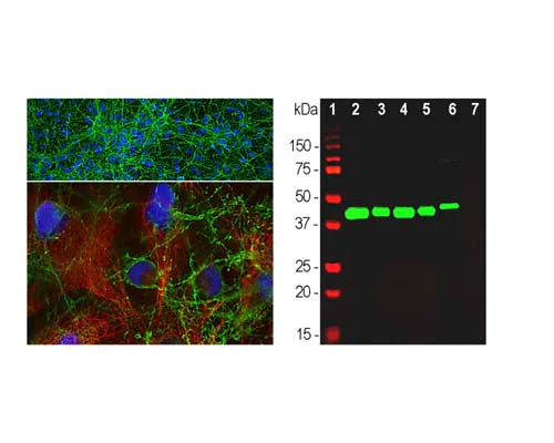 Anti-Growth Associated Protein 43 (GAP-43) Antibody - Image 2