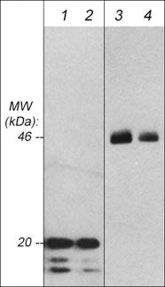Anti-GSK-3β (N-terminal region) Antibody