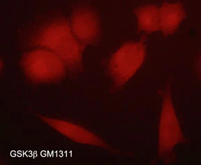 Anti-GSK-3β (N-terminal region) Antibody - Image 2
