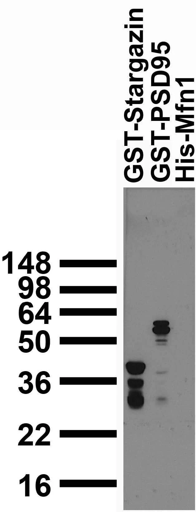 Anti-GST Antibody