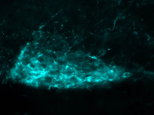 Anti-HA Epitope Tag Antibody - Image 2