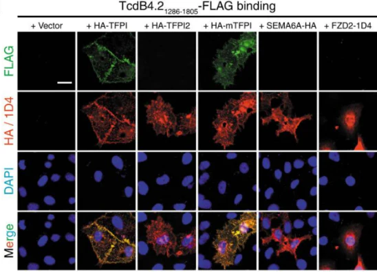 Anti-HA Epitope Tag Antibody - Image 3