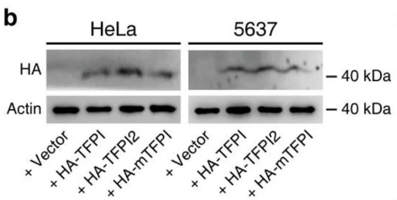 Anti-HA Epitope Tag Antibody - Image 4