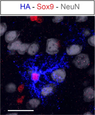 Anti-HA Epitope Tag Antibody - Image 5
