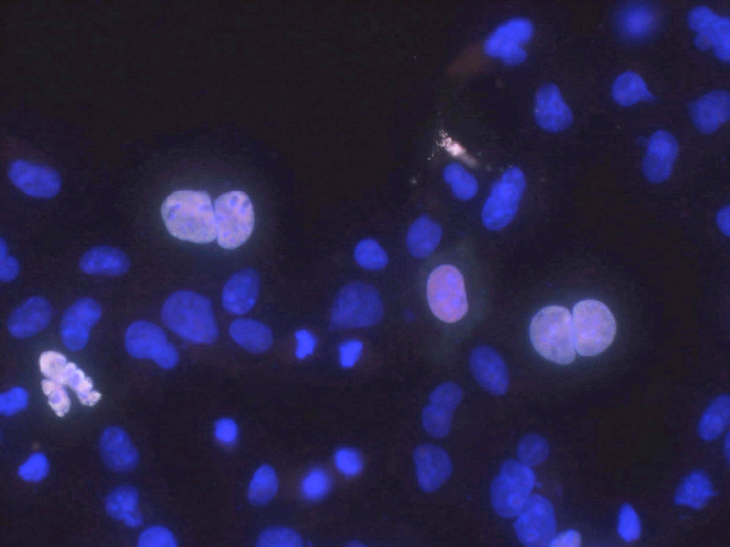 Anti-Haspin/GSG2 Antibody