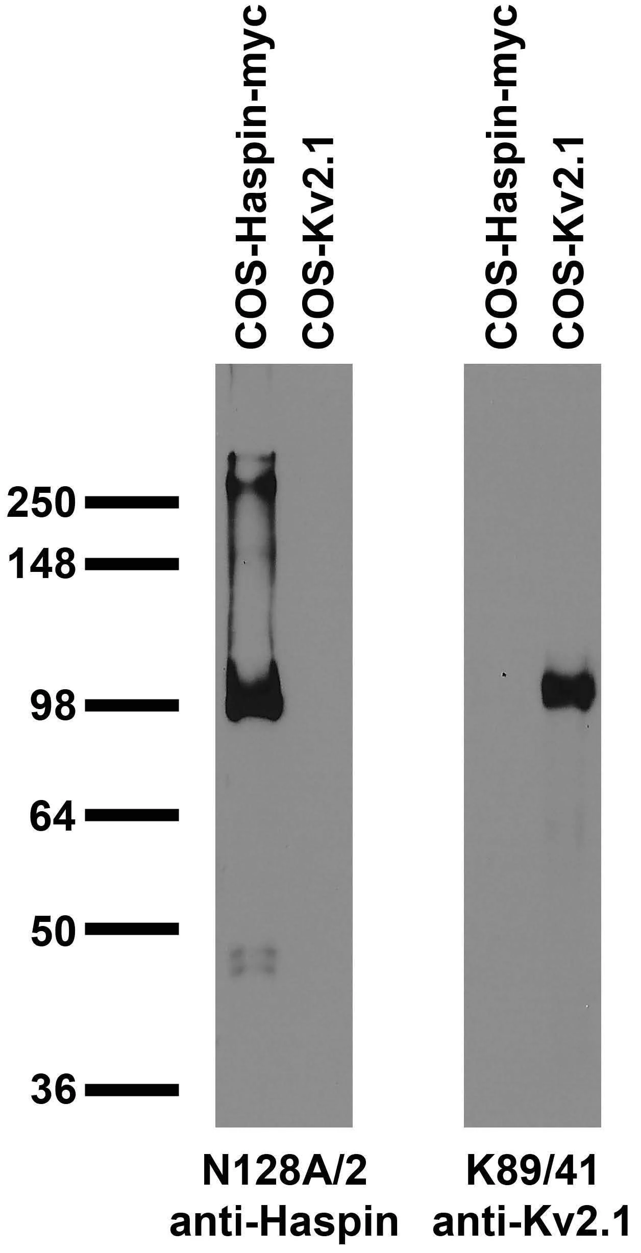 Anti-Haspin/GSG2 Antibody - Image 2