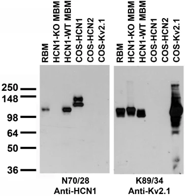 Anti-HCN1 Antibody