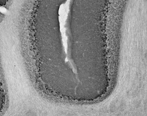 Anti-HCN1 Antibody - Image 2