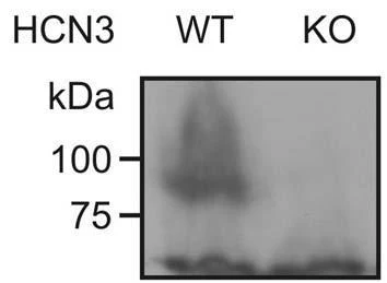 Anti-HCN3 Antibody
