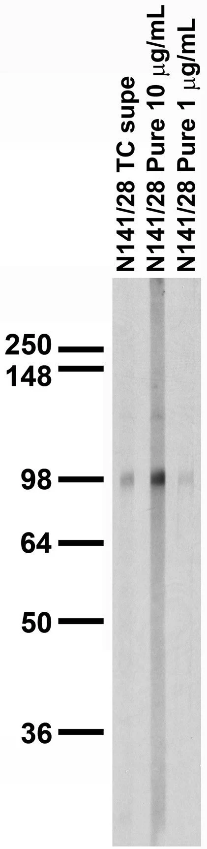 Anti-HCN3 Antibody - Image 3
