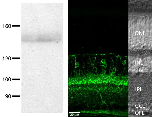 Anti-HCN4 Antibody