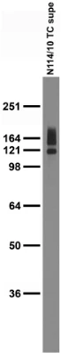 Anti-HCN4 Antibody - Image 3