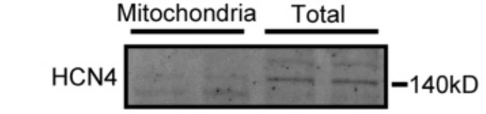 Anti-HCN4 Antibody - Image 4