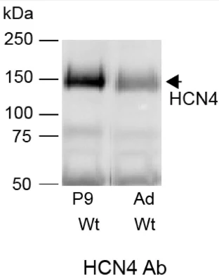 Anti-HCN4 Antibody - Image 5