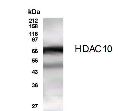 Anti-HDAC10 Antibody