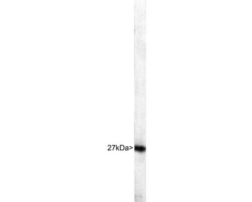 Anti-Heat shock protein 27 (HSP-27) Antibody