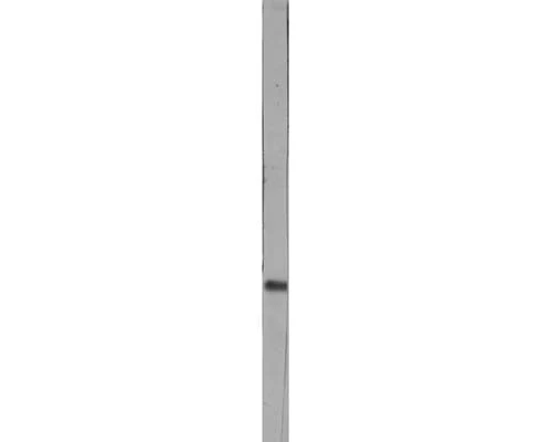 Anti-Heat Shock Protein 27 (HSP-27) Antibody