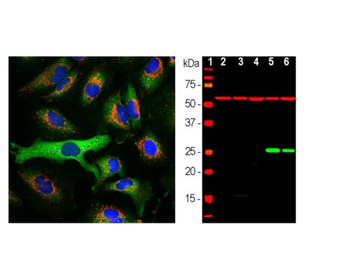 Anti-Heat Shock Protein 27 (HSP-27) Antibody - Image 3