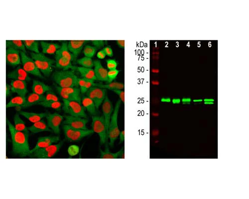 Anti-High-Mobility Group Protein 1 (HMGB1) Antibody - Image 2