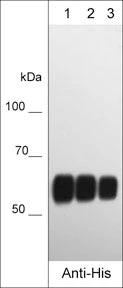 Anti-His (C-terminal) Tag Antibody