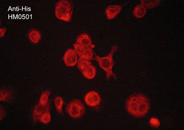 Anti-His (C-terminal) Tag Antibody - Image 2