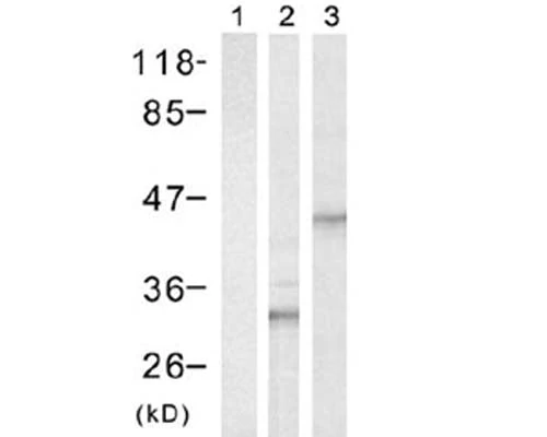 Anti-His-Tag Antibody