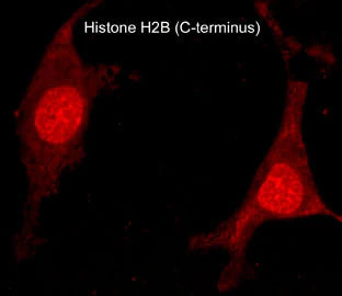 Anti-Histone H2B (C-terminus) Antibody - Image 2