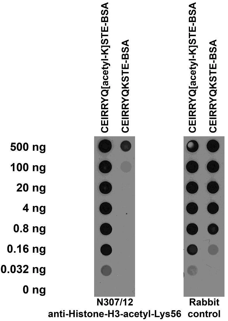 Anti-Histone H3-Acetyl-Lys56 Antibody