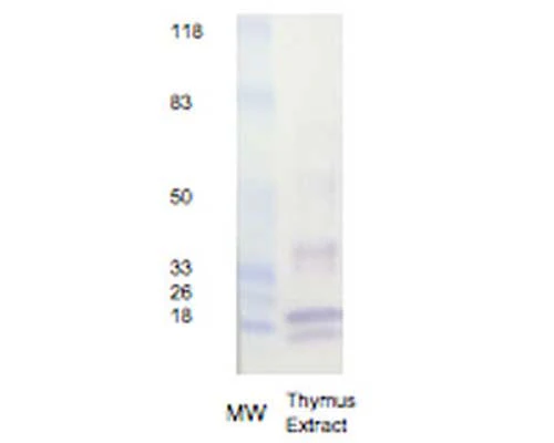 Anti-Histone H3 Antibody