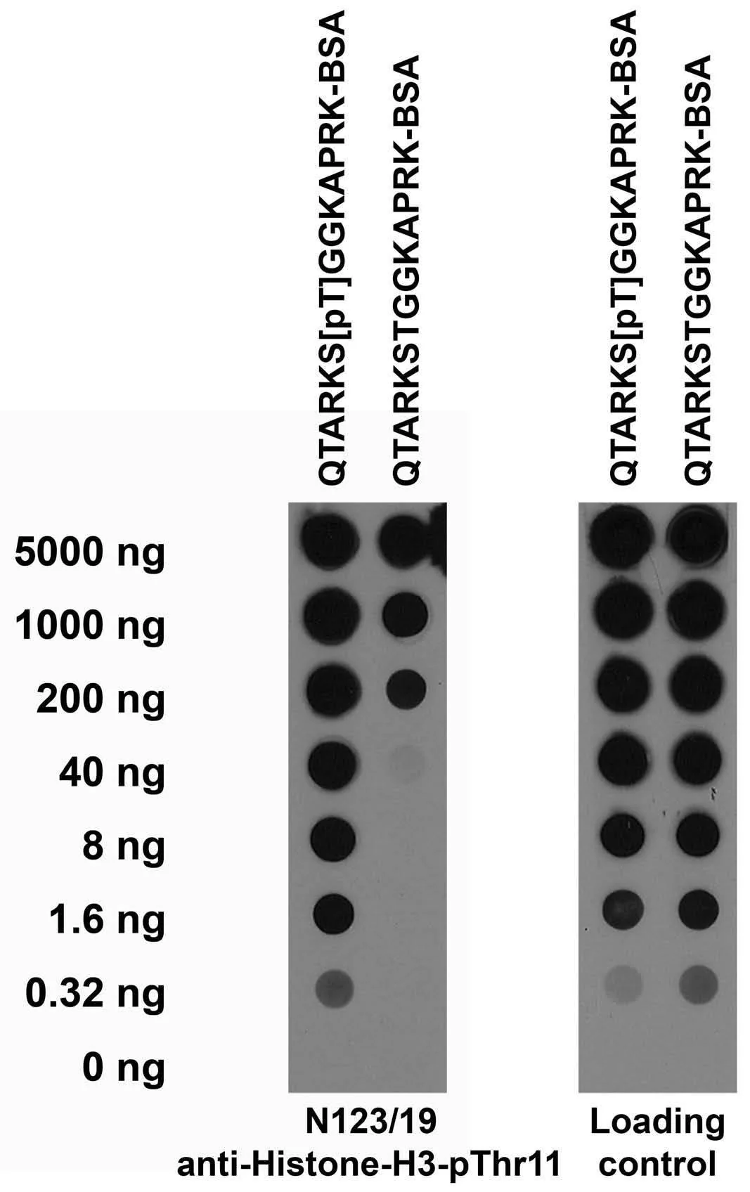 Anti-Histone H3-pThr11 Antibody