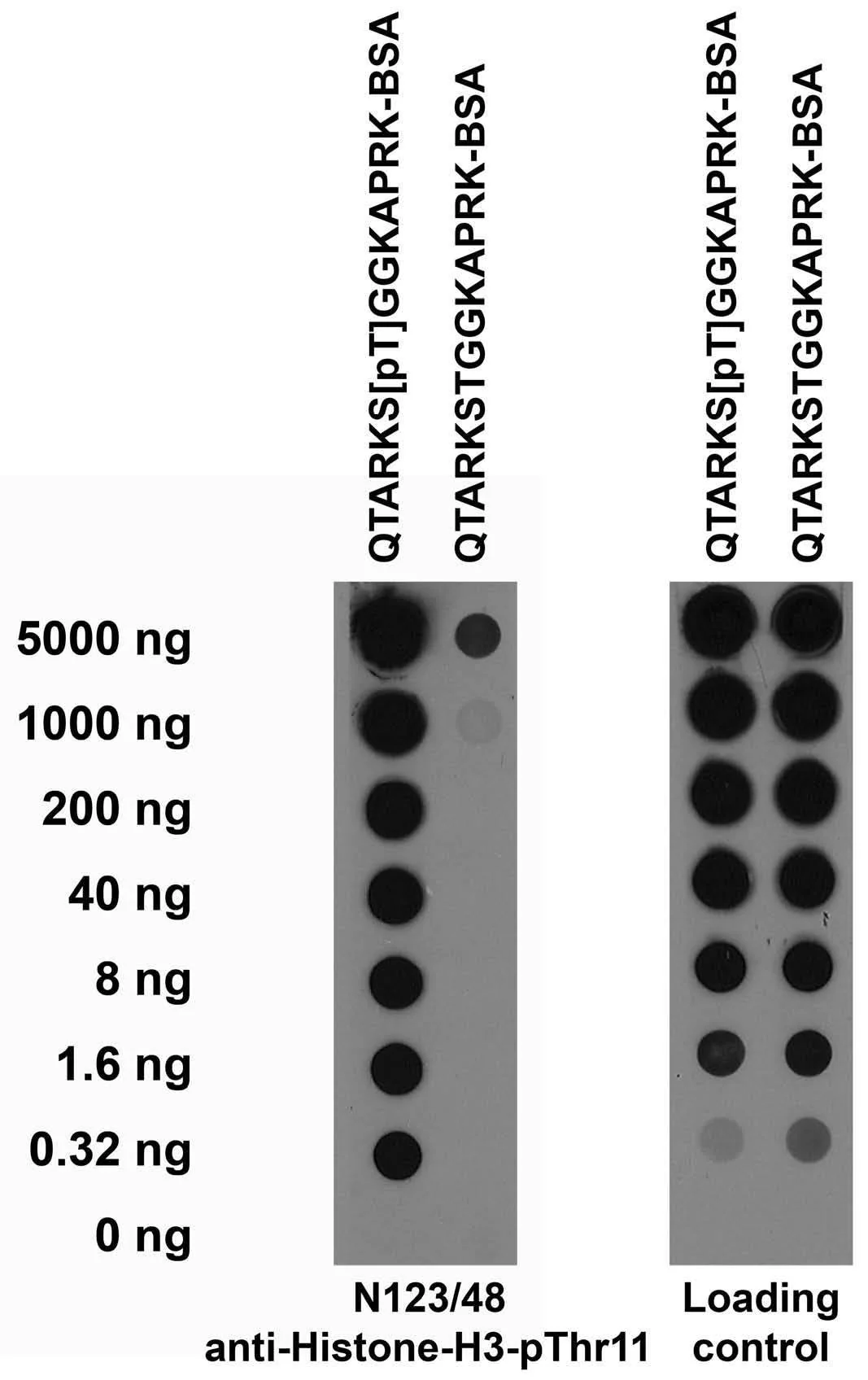 Anti-Histone H3-pThr11 Antibody