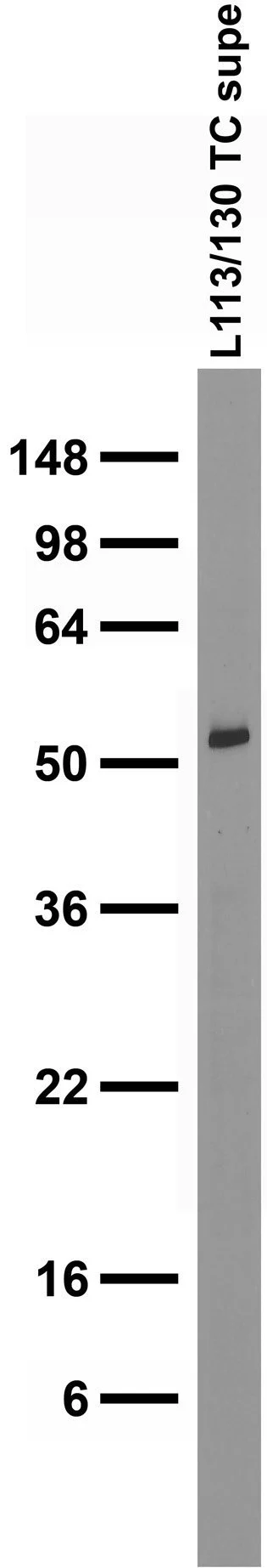 Anti-Homer1 Antibody - Image 3