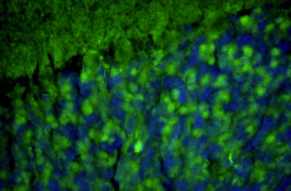Anti-Homer1 Recombinant Chicken Chimeric mAb - Image 2
